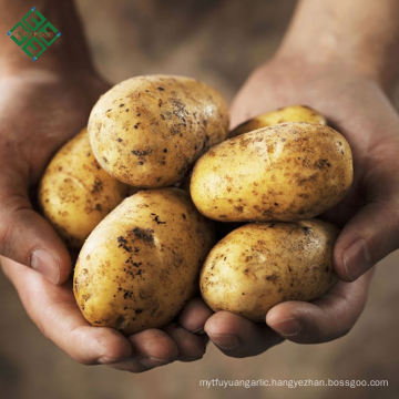 Bangladeshi Agriculture Fresh Potato supplier for french fries